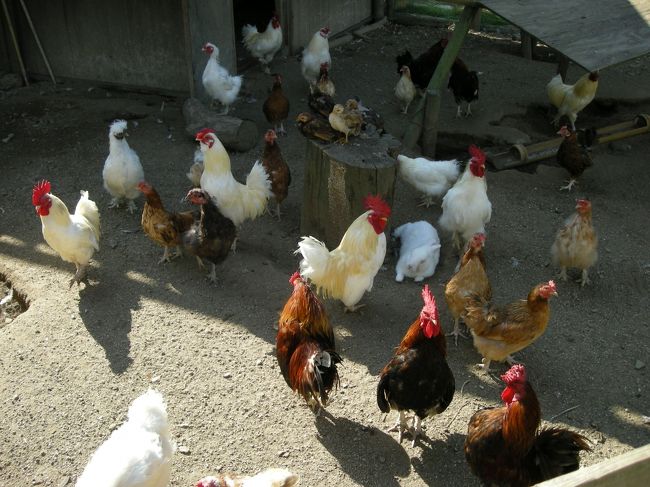 鶏もウサギもたくさんいました。<br /><br />なんだか昔のおばぁちゃん家に泊まりに行ったっていう感じのところで、とっても癒されました。<br />今回の旅はなんだかんだと癒されっぱなし。<br /><br />ここ、是非おすすめです！