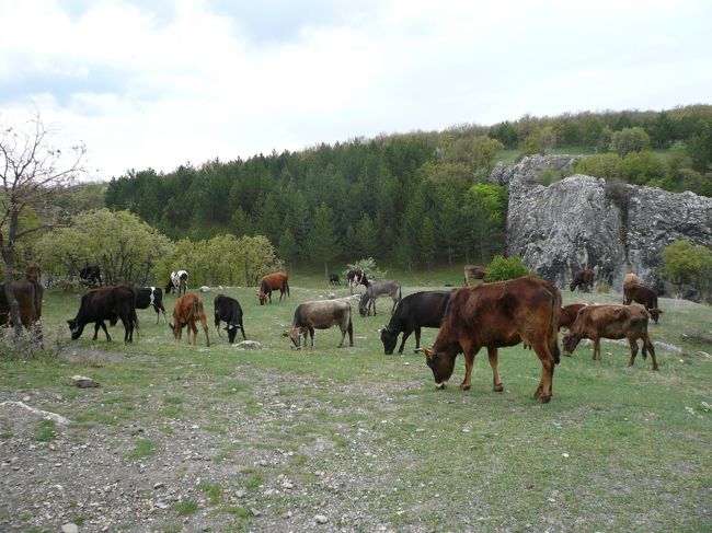 　外へ出たら…やっぱり牛。