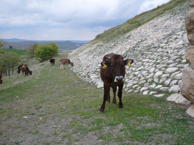 　遺跡のそばにも牛。<br />　よくみると、牛飼いさんが向こうに座っていらっしゃいました。このあと他の牛飼いさんに羊飼いのおじいさんも見かけました。<br />　遺跡の中で放牧ですか…。いいのかしらん。<br />まあ草はたくさんありますけどね。