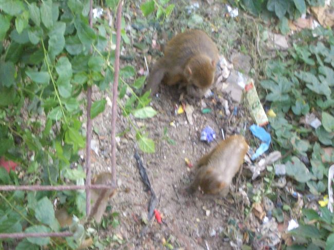 スワヤンブナート。<br /><br />別名モンキーテンプル。<br /><br />お猿さんがいっぱいいて、ちょっぴり怖い。