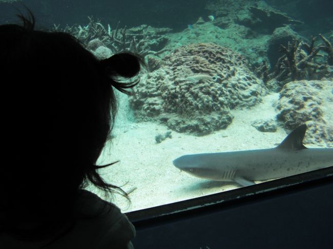 娘はサメが一番お気に入り！