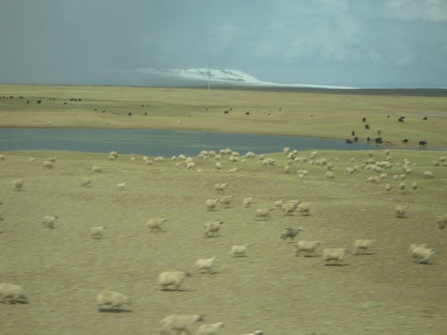 草原地帯に放牧されているやく