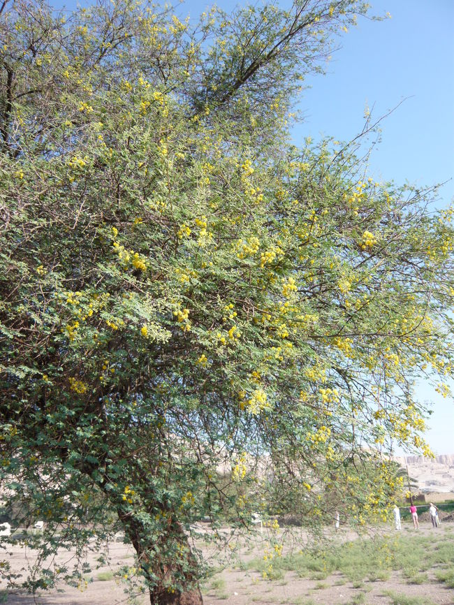 巨像近くに咲いていた花。