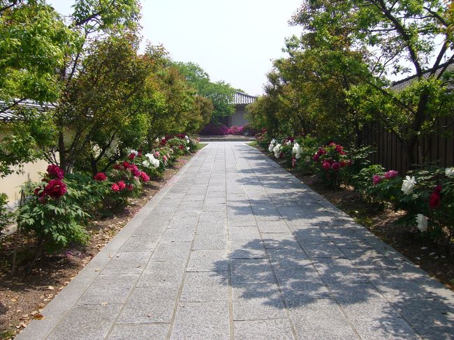 西ノ京駅より薬師寺へ。<br /><br />境内を東西に抜ける道の両脇には綺麗な花が咲いていました。<br /><br />
