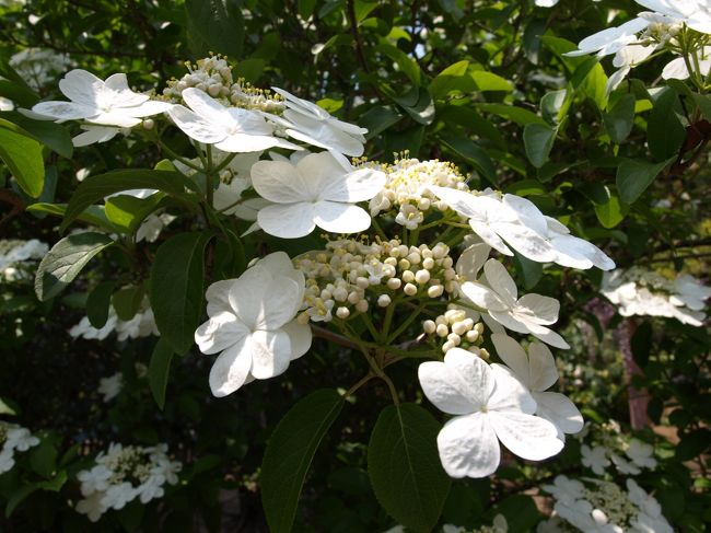 白くて可愛らしいお花でした。