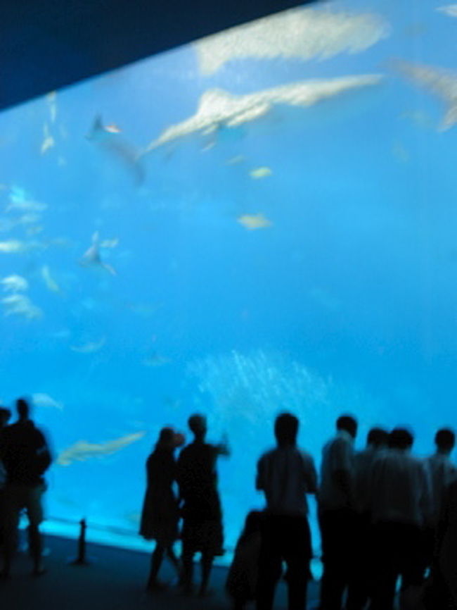 美ら海水族館にて。