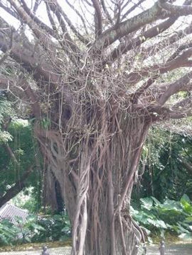 ガジュマルの木。<br />なにかチカラを感じる木でした。