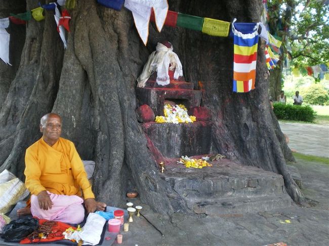 大木の周りにはリスが何匹もいました。