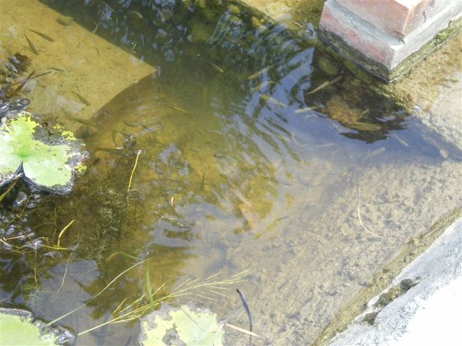 小魚がたくさん泳いでいた。