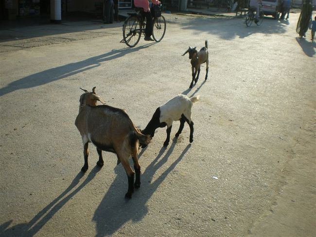 インド、ネパール旅行中、猿、羊、山羊、牛、リスなどの動物を見た。<br />