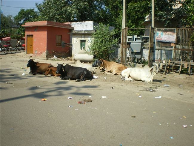 デリーでも牛はそこら中にねっころがっていました。<br /><br />アスファルトの上では熱いだろうに。。