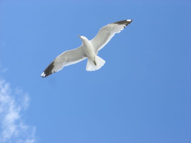 青い空とカモメ<br /><br />誰かの旅行記で見かけた<br />このアングルで撮りたくて、<br />何十回もシャッターを押しました。<br />デジカメで良かった。。。<br /><br />優雅に見えて、めっちゃスピーディーです、彼らは。