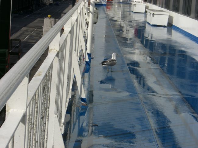 あまりの強風に「ヨレッ・・・。」<br />となってた子。