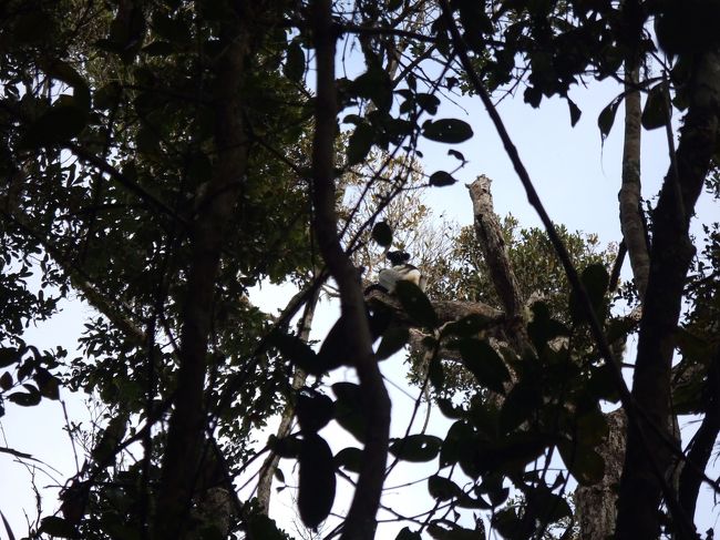 次の日のガイドさんは、ガイド暦2年のTianaさんという女性。<br />昨日の人も優秀だったけど、彼女もとっても優秀なガイドさんです。英語が堪能で、動物や生物の生態とか、森の特長とか詳しく説明してくれる。<br />写真はインドリ。<br />高い木の上に座っているため遠くてよくわからないかも。<br />写真には写らなかったけど、インドリの赤ちゃんも見ることができました。<br />インドリの鳴き声は、美しいというより衝撃的で、甲子園球場のサイレンに近い感じ？？それよりも鳴いているときの顔がブサイクでおもしろかった。<br />つづく。<br /><br />