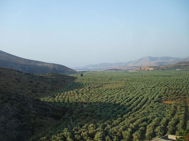 デルフィはパルナッソス連山の中腹にあり、海辺の町「イテア」からは、途中、広大なオリーブ畑（写真）を通り抜けていく。このオリーブ畑はオリーブの海とも呼ばれる。