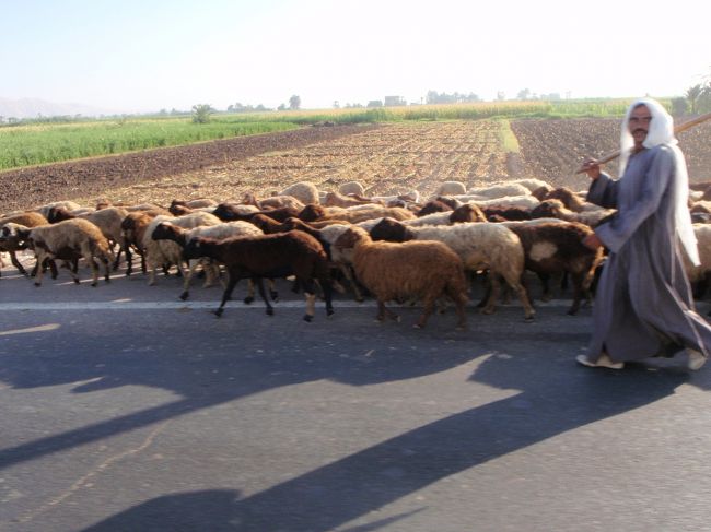 王家の谷へ向かう道すがら。<br /><br />羊の群れが前方の道路をふさぐ。<br />エジプトでは、道路にいろんな動物がいる。<br />自動車の次に多いのが、ロバ。<br />その次が馬やラクダ。<br />それほど端を歩くわけではなく、普通にいる。<br /><br />あと、カイロの街中は、人間がよく横切る。<br />渋滞の中を、まるであの力石徹のようにすり抜ける。<br />ホント！<br />高速道路でも、普通に人は歩いている。<br />ちなみに、最終日の空港へ向かう高速道路で、たぶん横切ろうとした人間が轢かれていた・・・。<br />