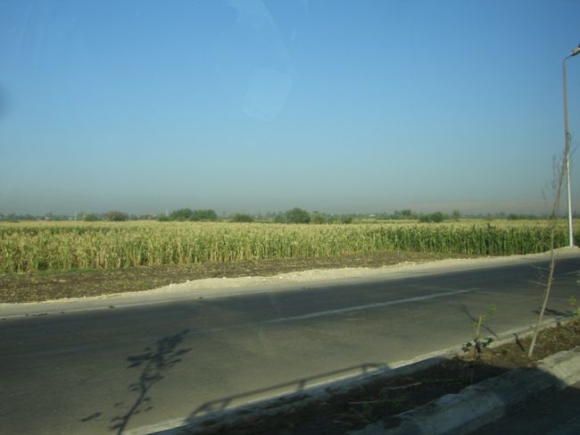 この辺は、畑が多い。<br />サトウキビだそうだ。<br /><br />収穫は冬。<br />冬？<br /><br />一年中ではなく冬らしい・・・。