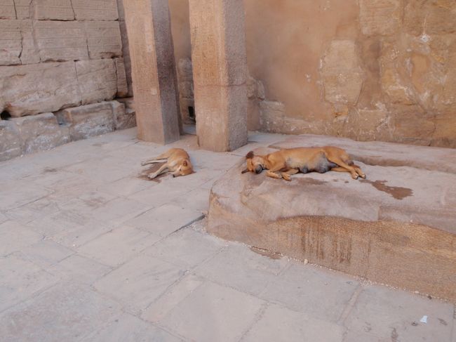 なぜか、野良犬が。<br />まるで、死んでるみたいだけど、お腹が動いてた。<br /><br />犬も辛いみたい。