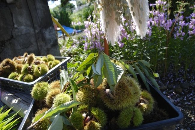 巾着田(2008/09/24)<br /><br />何故か、このあたりは、鎌倉の様に妙にディスプレイとかが洗練されています。<br />どんぐりなんかを綺麗に並べて売っていたりとかするのね。鎌倉とかに行く感覚で女の子同士で行っても問題なし。<br /><br />▽アクセス<br />西武池袋線高麗駅