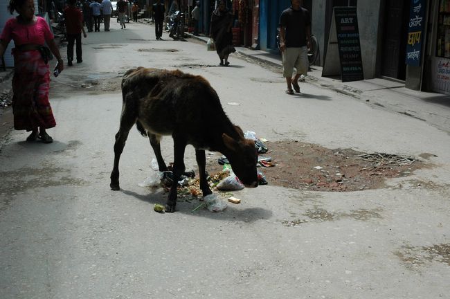 カトマンズは、人間以外にこんな動物もフツーにいます。牛や馬、それとロバみたいなのを飼っている家もありました。街には、生ゴミを収集して自転車の荷台に積んで運んでいるオジサンがいるのですが、その落し物を片付けてくれているようです。<br />
