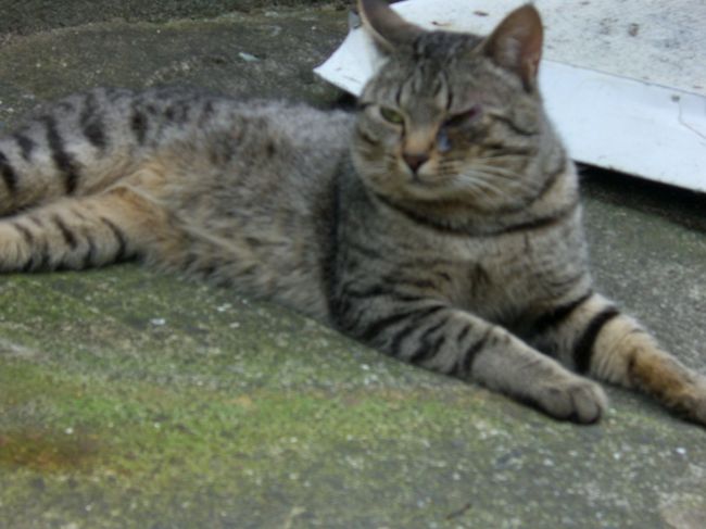 疲れてる私達を癒してくれた、金比羅のネコちゃん。