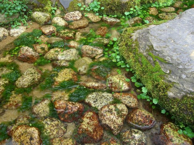 水苔の緑もキレイ。