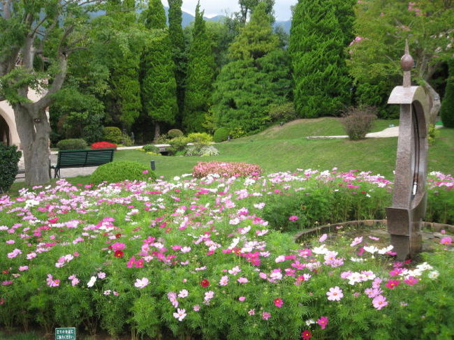 コスモス咲いていました。