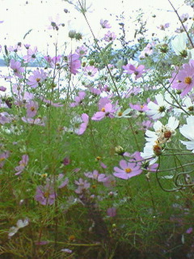 帰る途中でコスモスがたくさん咲いていたので<br />車をとめて写真をとりました。