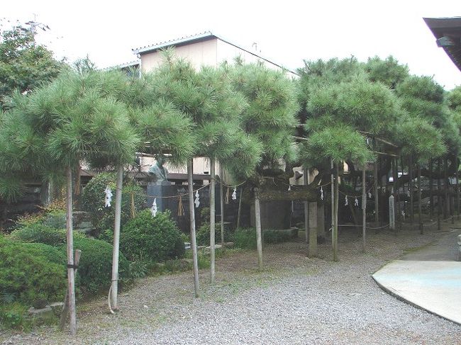 祇園山鉾会館の前の八坂神社には、"叢雲の松"と呼ばれる、左右に長く伸びる見事な松がありました。