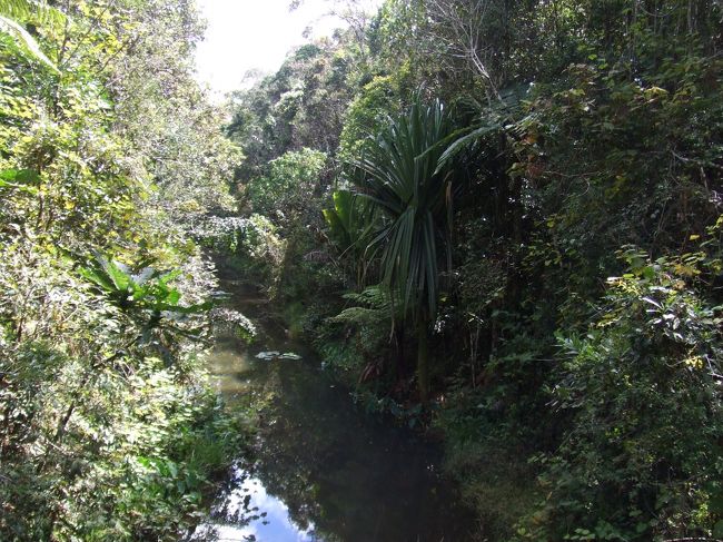 森はこんなかんじ。<br />ペリネ保護区の中は整備されていて歩きやすい。