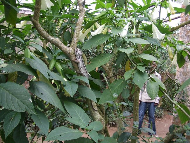 さて、1泊2日で後ろ髪をひかれつつ、ペリネからタナへ。<br />保護区ガイドのTianaさんが、「タクシーブルースで帰るのは危ないから」と言って、ちょうどタナへ戻る予定だった日本人のご夫婦の車に同乗させてもらうよう、交渉してくれました。<br />これは、途中で立ち寄った「La Mandraka」のカメレオン。とにかくいろんな種類のカメレオンがいるので爬虫類好きにはたまらない。<br />このあたりから、値段をメモするのを忘れてしまい、値段がわからなくなってしまったのだけど、入場料のほかに、中を案内してくれるガイドさんにガイド料を支払います。