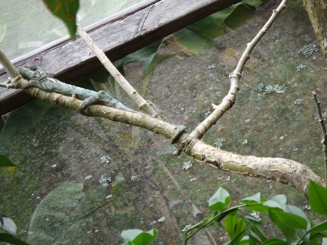 またカメレオン。