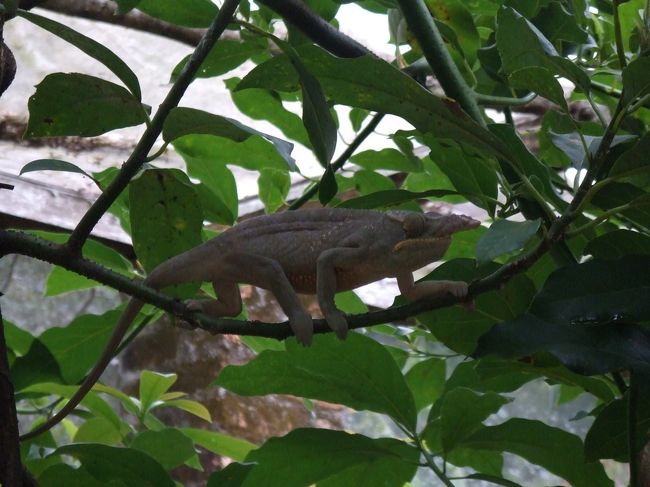 またまたカメレオン。<br />まだまだいたのですが、以下省略。