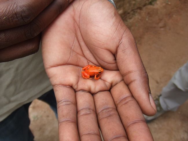 赤いカエル。<br />とてもちっちゃくてかわいい！！