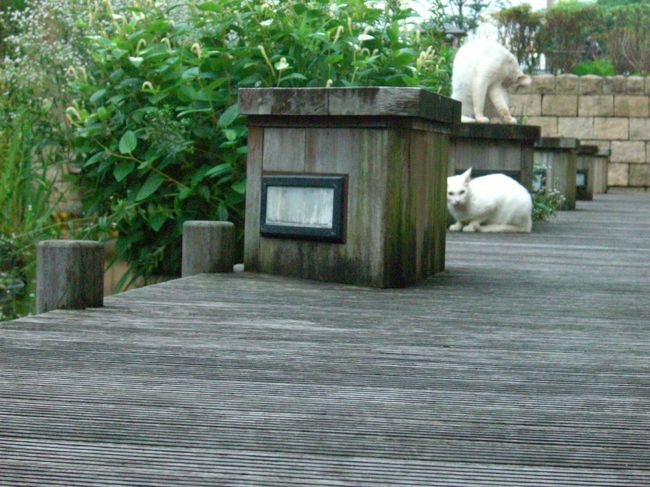 夕暮れ時には、どこからともなくネコ達が集まってきました。