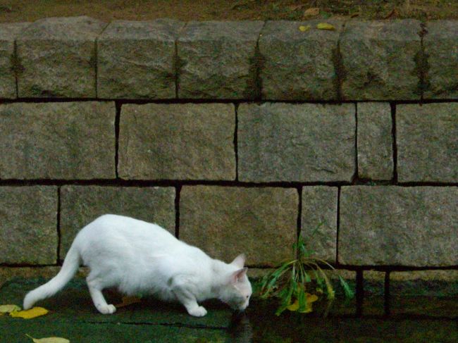 白ねこ達は、兄弟だね、きっと。