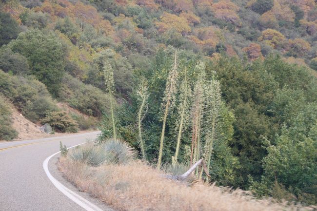 キングスキャニオン国立公園「Kings Canyon National Parks