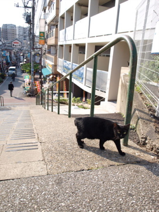 だんだん坂にて。