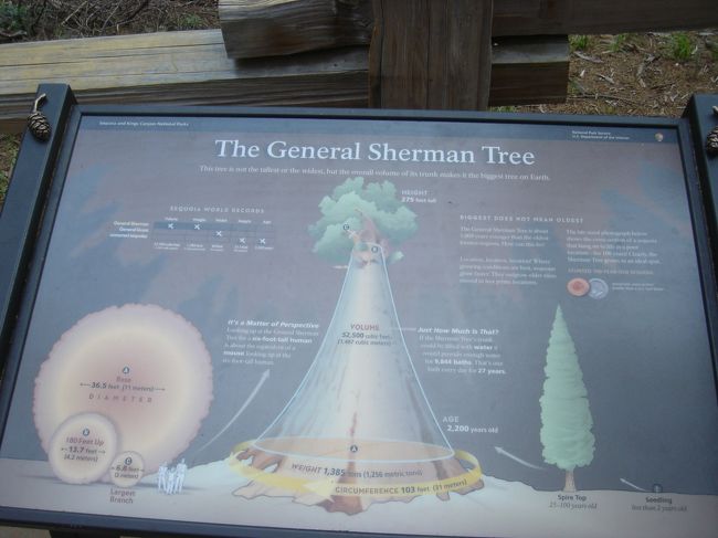 シャーマン将軍の木「General Sherman Tree」セコイア国立公園