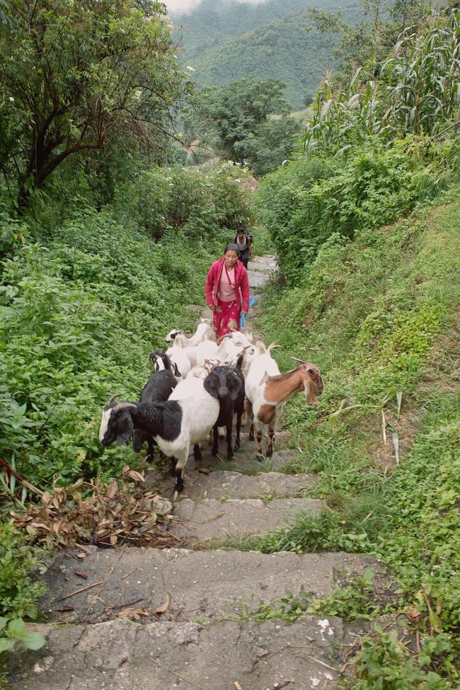 生活道路なので、こんな光景も、、、