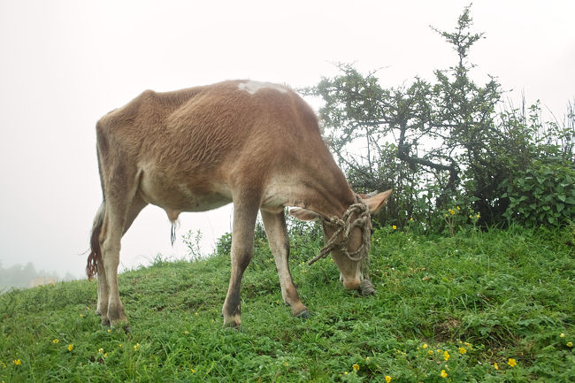 山の中の牛はゆったりと見える。