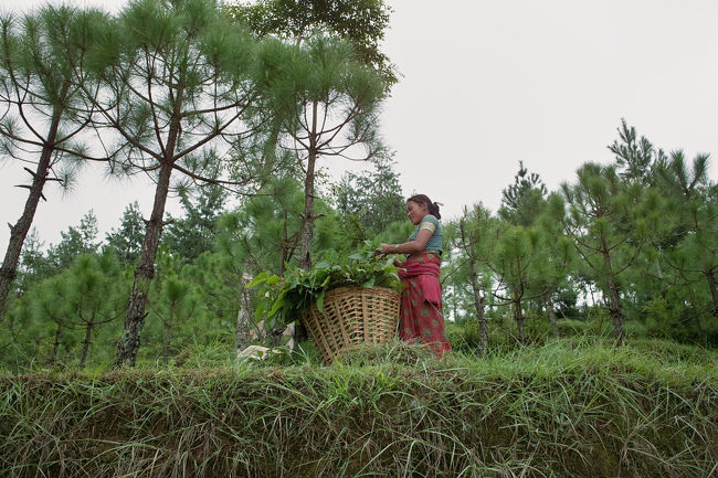 農作業する女の人
