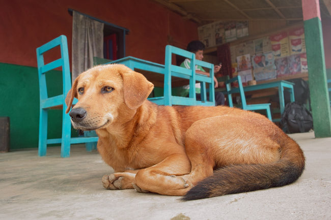 ホテルの犬。<br />とてもおとなしい。
