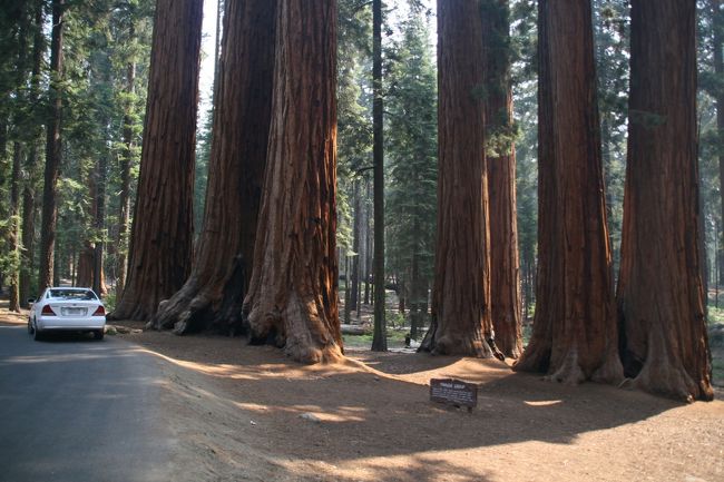 トンネル・ログ「Tunnel Log」セコイア国立公園』カリフォルニア