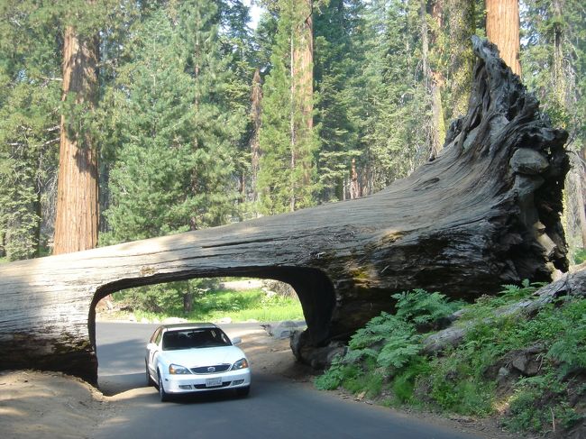 トンネル・ログ「Tunnel Log」セコイア国立公園』カリフォルニア