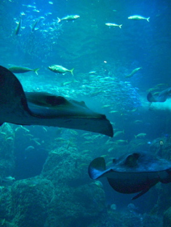 「はい、いらっしゃ〜い」