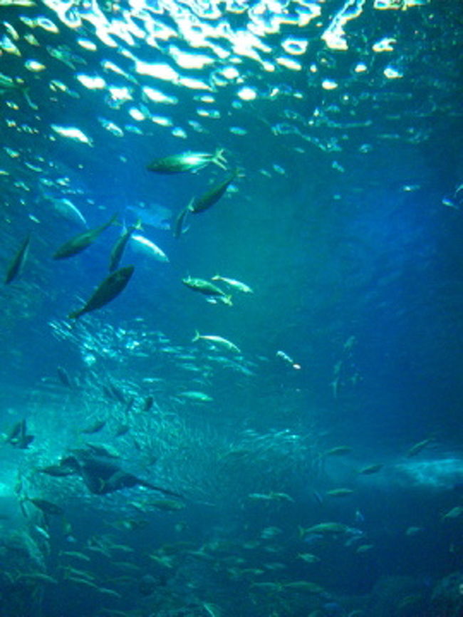 水面に反射する光がとってもキレイ。