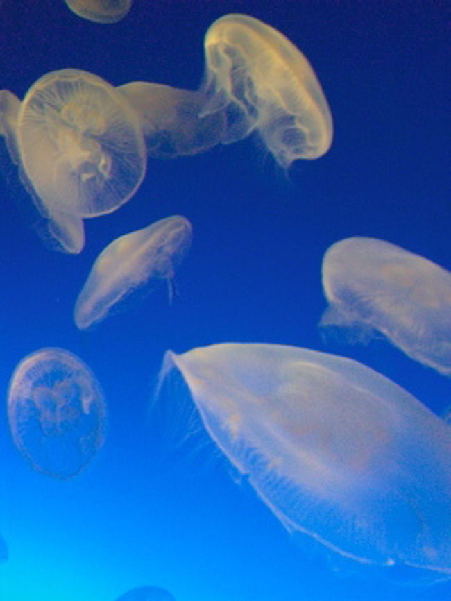 新江ノ島と言ったら、やっぱり『くらげ』でしょう。<br /><br />ちなみにクラゲは、「海月」と書きます。<br />納得。。。