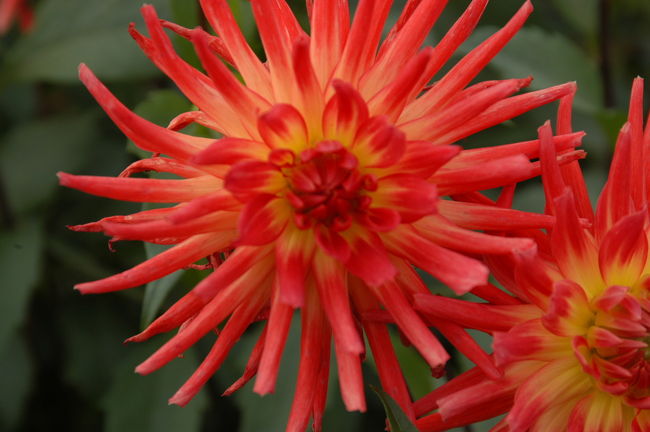 ダリア「舞しょうじょう」　　　<br /><br />黒姫高原コスモス園にて<br />