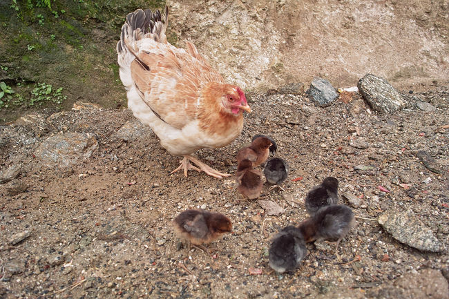 今は、繁殖のシーズン。<br />赤ちゃんが多くて可愛い。